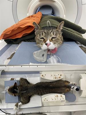 Evaluation of the Abdominal Aorta and External Iliac Arteries Using Three-Dimensional Time-of-Flight, Three Dimensional Electrocardiograph-Gated Fast Spin-Echo, and Contrast-Enhanced Magnetic Resonance Angiography in Clinically Healthy Cats